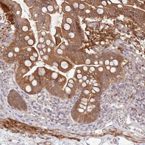 Anti-SH2D3A antibody produced in rabbit HPA035722-100UL