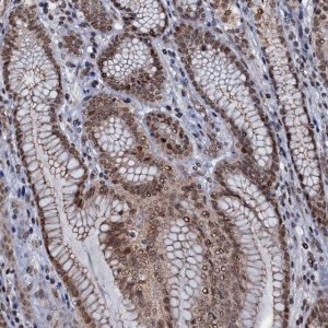 Anti-SH2D4B antibody produced in rabbit 