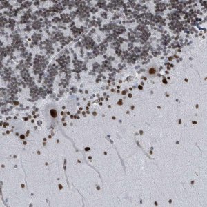 Anti-SH2D7 antibody produced in rabbit 