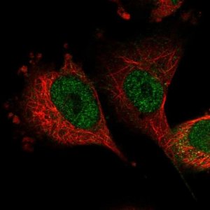 Anti-SH3BP2 antibody produced in rabbit HPA036790-100UL