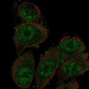 Anti-SH3D19 antibody produced in rabbit 