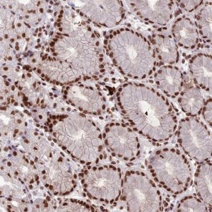 Anti-SH3RF3 antibody produced in rabbit 