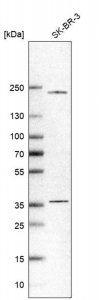 Anti-SH3YL1 antibody produced in rabbit 