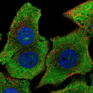 Anti-SHB antibody produced in rabbit 