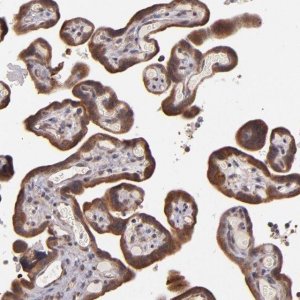 Anti-SHC1 antibody produced in rabbit 