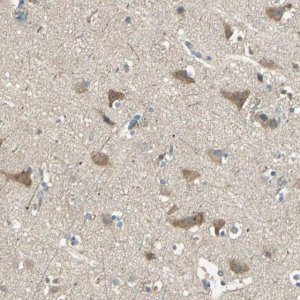 Anti-SHC2 antibody produced in rabbit 