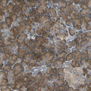 Anti-SHC2 antibody produced in rabbit 