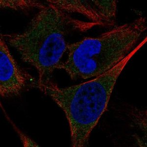 Anti-SHC4 antibody produced in rabbit 