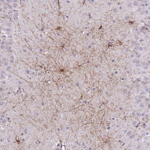 Anti-SHCBP1 antibody produced in rabbit 