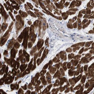 Anti-SHD antibody produced in rabbit 