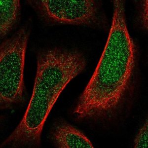 Anti-SHF antibody produced in rabbit 