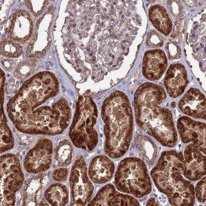 Anti-SHISA5 antibody produced in rabbit 