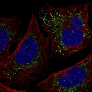Anti-SHPRH antibody produced in rabbit 