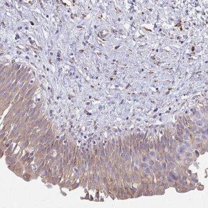 Anti-SHROOM1 antibody produced in rabbit 