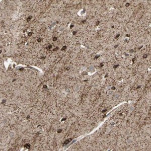 Anti-SHROOM4 antibody produced in rabbit 