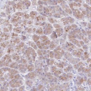 Anti-SIAH3 antibody produced in rabbit 