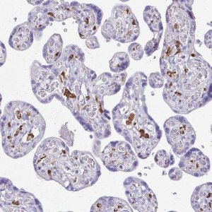 Anti-SIGLEC11 antibody produced in rabbit 