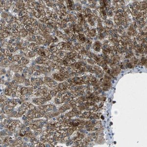 Anti-SIGLEC14 antibody produced in rabbit 