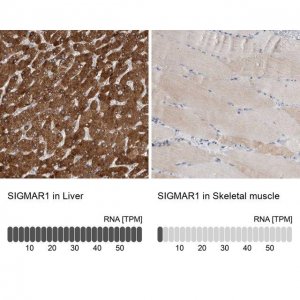 Anti-SIGMAR1 antibody produced in rabbit 
