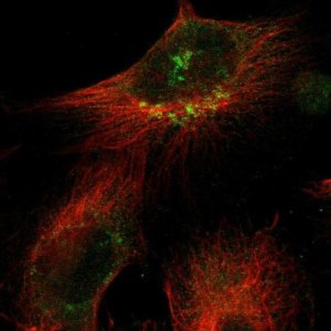 Anti-SIK2 antibody produced in rabbit 