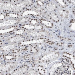 Anti-SIM2 antibody produced in rabbit 