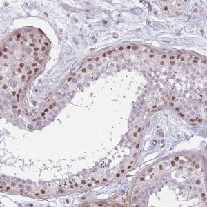 Anti-SIN3B antibody produced in rabbit 