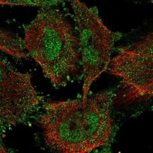 Anti-SIN3B antibody produced in rabbit 