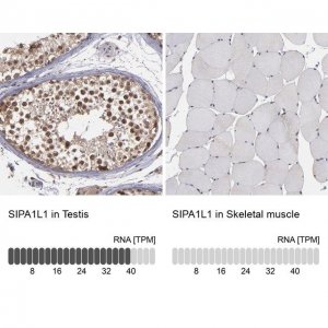 Anti-SIPA1L1 antibody produced in rabbit 