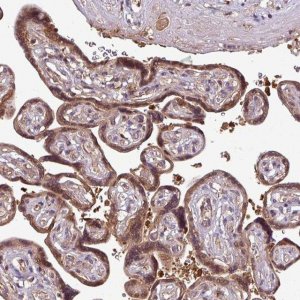 Anti-SIRPB2 antibody produced in rabbit 