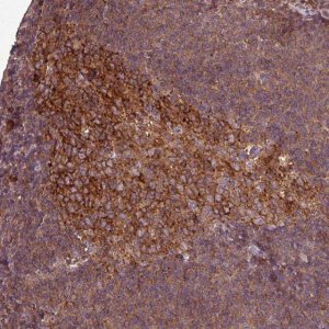 Anti-SIRPB2 antibody produced in rabbit 