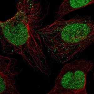 Anti-SIRT1 antibody produced in rabbit 