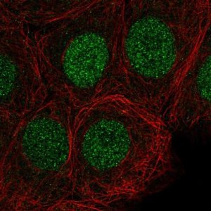 Anti-SIRT6 antibody produced in rabbit 