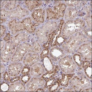 Anti-SIX2 antibody produced in rabbit HPA052782-100UL