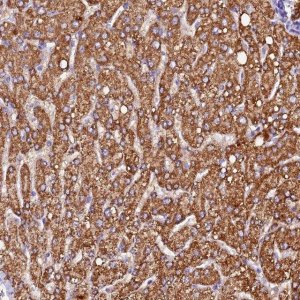 Anti-SIX5 antibody produced in rabbit 
