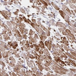 Anti-SKA2 antibody produced in rabbit 