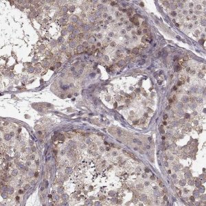 Anti-SLAIN2 antibody produced in rabbit 