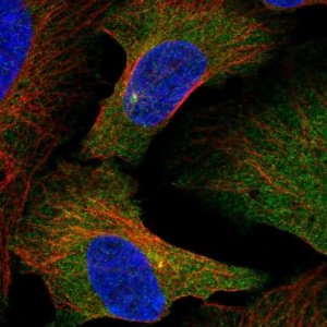 Anti-SLAIN2 antibody produced in rabbit 
