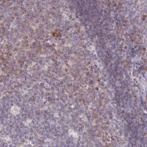 Anti-SLAMF6 antibody produced in rabbit 
