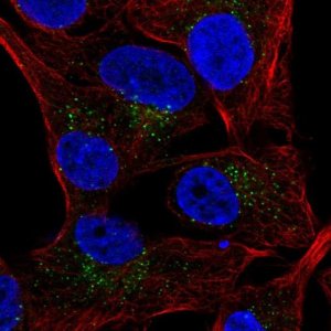 Anti-SLAMF7 antibody produced in rabbit 