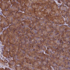 Anti-SLC12A4 antibody produced in rabbit 