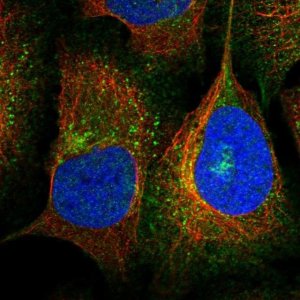 Anti-SLC12A4 antibody produced in rabbit 
