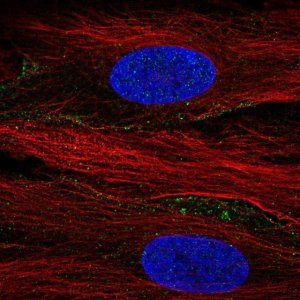 Anti-SLC13A3 antibody produced in rabbit 