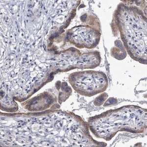 Anti-SLC13A4 antibody produced in rabbit 