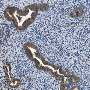 Anti-SLC15A4 antibody produced in rabbit 