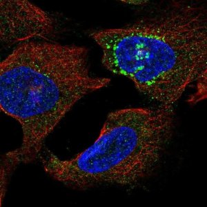 Anti-SLC16A13 antibody produced in rabbit 