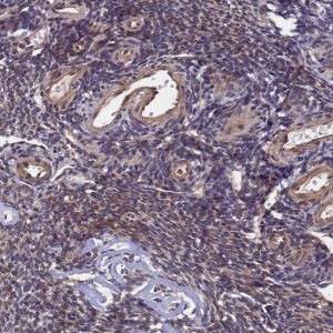 Anti-SLC16A14 antibody produced in rabbit 