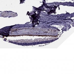 Anti-SLC16A8 antibody produced in rabbit 