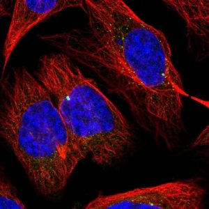 Anti-SLC1A4 antibody produced in rabbit 
