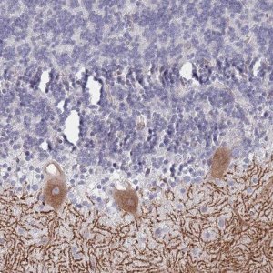 Anti-SLC1A6 antibody produced in rabbit 