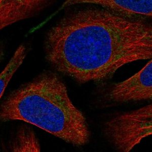 Anti-SLC22A4 antibody produced in rabbit 